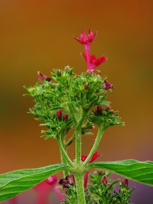 沾花惹草下载安装（沾花惹草的本意）