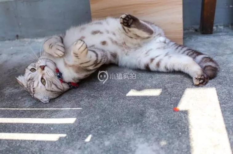 猫咪app怎么下载（猫咪突围怎么下载）