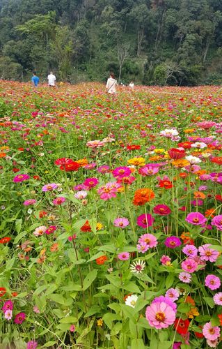 花千菇下载app软件（花千谷风景区图片大全）